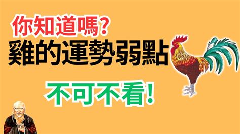 屬雞跟屬雞|生肖雞性格優缺點、運勢深度分析、年份、配對指南